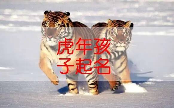 属虎男孩怎么起名 属虎男孩最吉利的名字