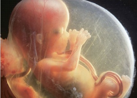 准妈妈各月胎儿发育的特征胎儿发育
