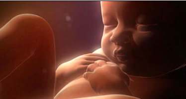 胎儿的心脏何时开始发育胎儿发育