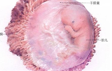 胎儿大脑发育的三个关键期胎儿发育