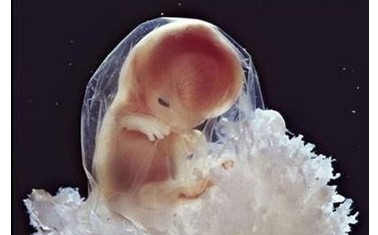 了解胎儿的生理发育规律