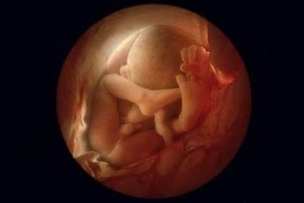 怀孕4个月：胎儿的骨骼开始发育