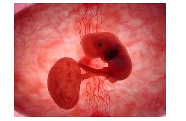 怀孕2个月：胎儿的心脏开始跳动