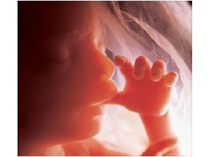 怀孕6个月胎儿的发育状况胎儿发育