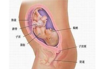 怀孕7个月胎儿的发育状况胎儿发育