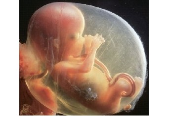 怀孕3个月胎儿的发育状况胎儿发育