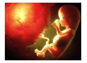 怀孕4个月胎儿的发育状况胎儿发育