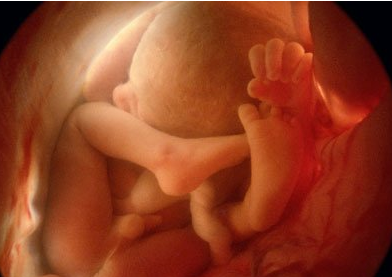 揭秘：胎儿具备4种超能力胎儿发育