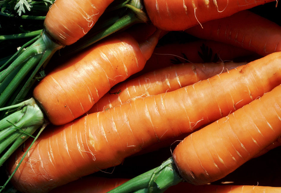 初秋的辣萝卜是防癌食物妈妈秋季养生