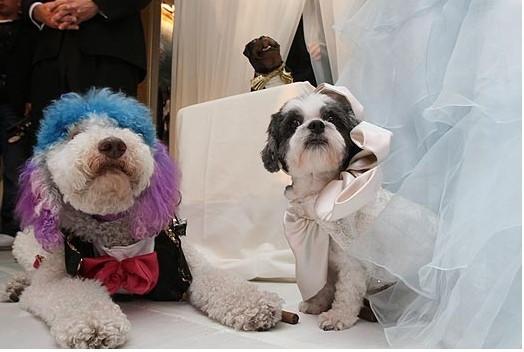 狗狗结婚花费近百万 让裸婚的人们情何以堪娱乐明星
