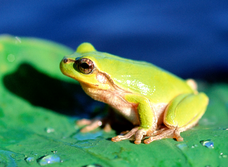 青蛙和树蛙雨林中的偶遇的故事