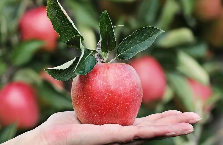 五日苹果减肥法 这样吃让你健康瘦