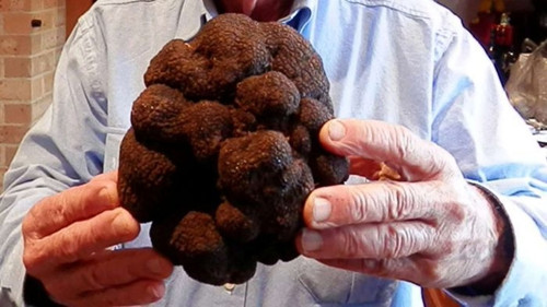 澳大利亚发现史上最大块松露 逾1公斤售价上万饮食快报