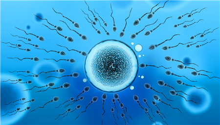 移植第一天胚胎在干嘛2