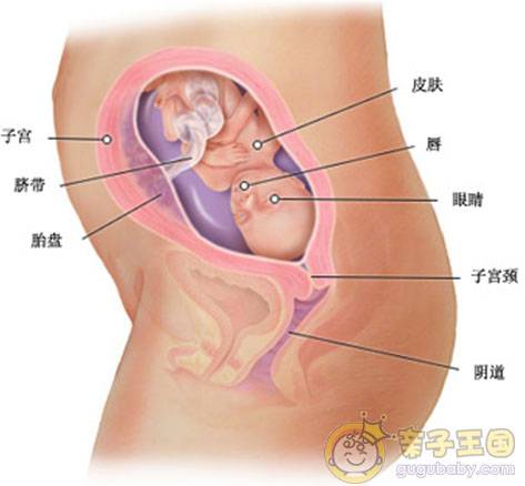 怀孕6个月胎儿大小（图）