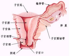 患有轻度慢性宫颈炎如何备孕孕妇疾病
