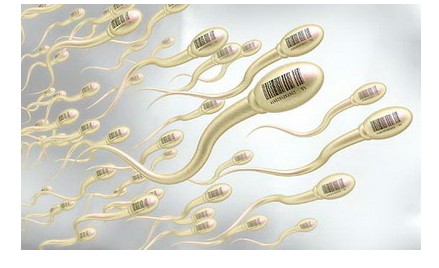哪些因素导致精子质量下降怀孕准备