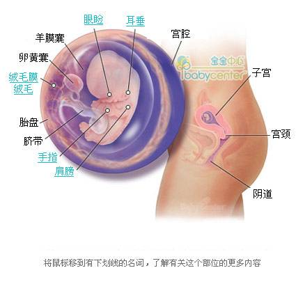 胎儿发育过程科学图解