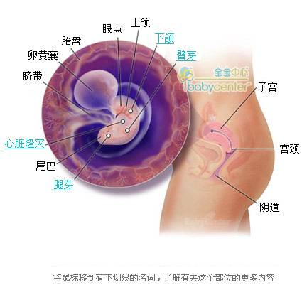 胎儿发育过程科学图解