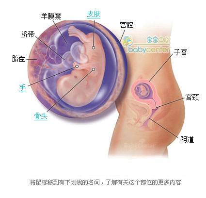 胎儿发育过程科学图解