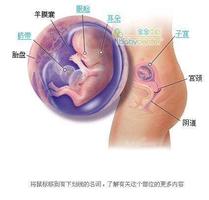 胎儿发育过程科学图解