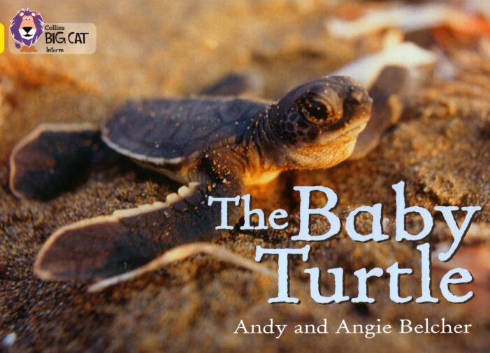 《The Baby Turtle》英语绘本pdf资源免费下载