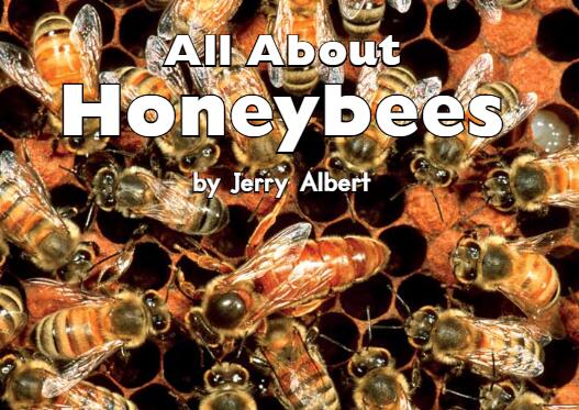 《All About Honey bees》英文绘本故事pdf资源免费下载