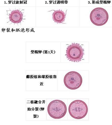 胚胎发育过程：图解人类认识胎儿发育全过程