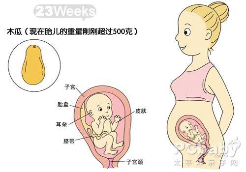 【怀孕23周】怀孕23周胎儿彩超图及胎动注意事项