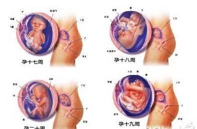 怀孕五个月男胎儿图多大（B超图）