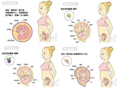 怀孕两个月胎儿图（B超图）