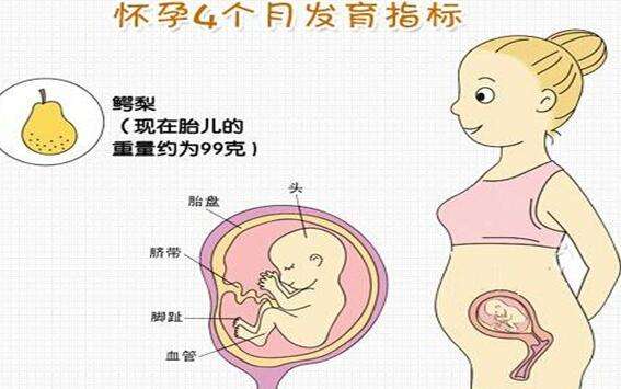 怀孕四个月胎儿有多大 一张图片来解释