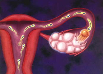 详解卵子的受精过程两性知识