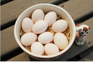 孕妇吃什么鸡蛋有营养 鸽子蛋比鸡蛋有营养吗孕期