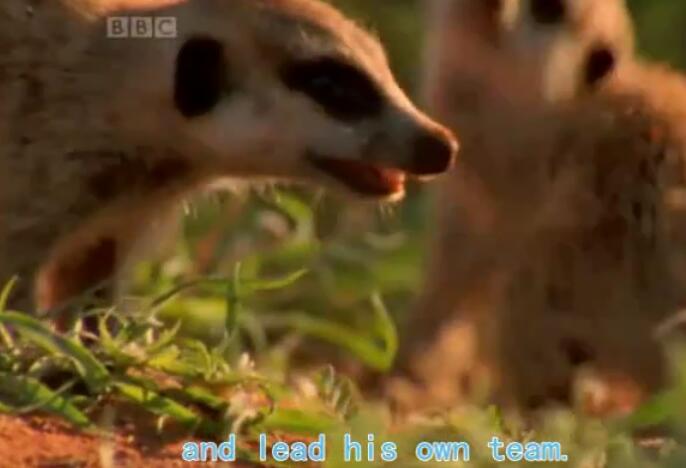 BBC经典录制Wild-Tales儿童动物世界全四季资源免费下载