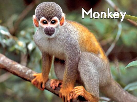 《Monkey猴子》英语绘本pdf资源免费下载