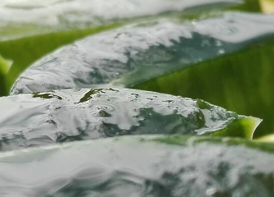 芦荟怎么吃能润肠通便