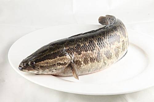 孕妇可以吃黑鱼吗？黑鱼的饮食禁忌有哪些？