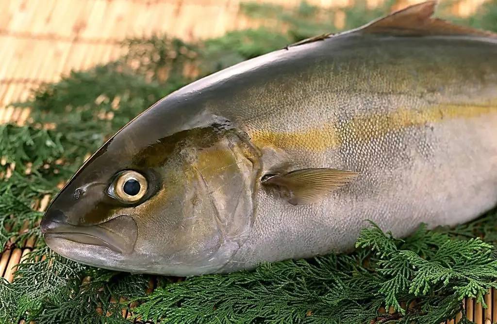怀孕的人可以吃鱼眼吗？吃鱼眼睛有什么好处吗？