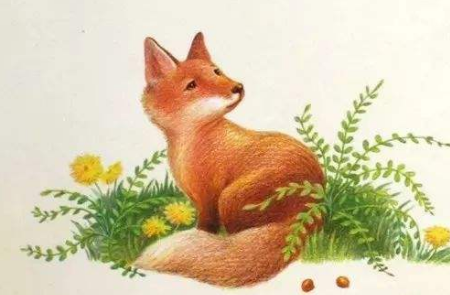 小狐狸家的花园故事