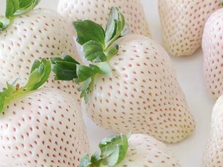 白草莓和红草莓的区别