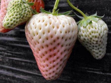 菠萝莓的营养价值