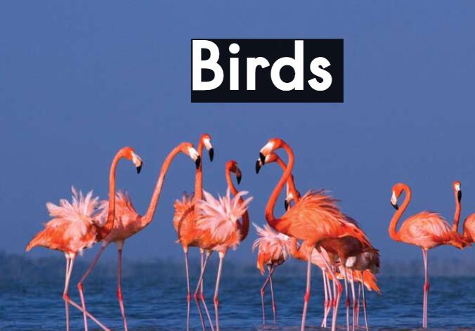 《Birds鸟儿》英文原版绘本pdf资源免费下载