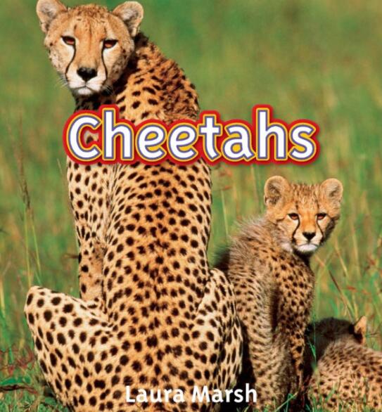 《Cheetahs》国家地理分级绘本pdf资源免费下载