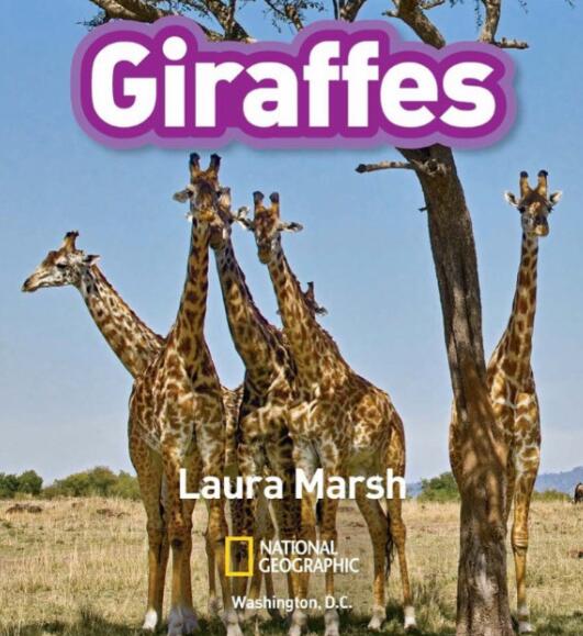 《Giraffes》国家地理分级绘本pdf资源免费下载