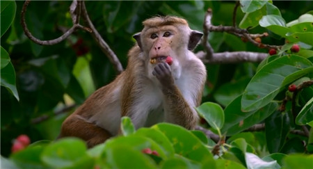 猴子王国纪录片在线观看完整版