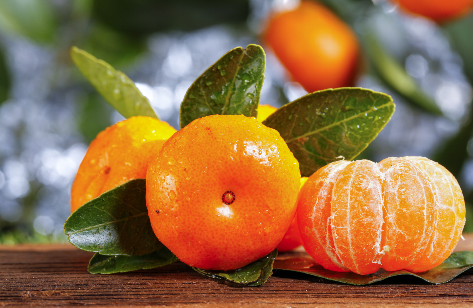 丑橘是转基因产品吗