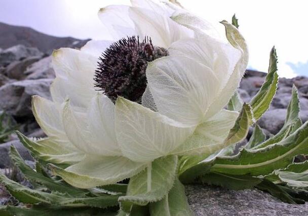 雪莲花的正确吃法-雪莲花怎么吃比较好