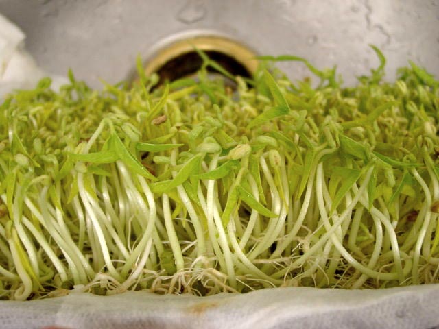 秋季吃绿豆芽 有助毒素排出妈妈秋季养生