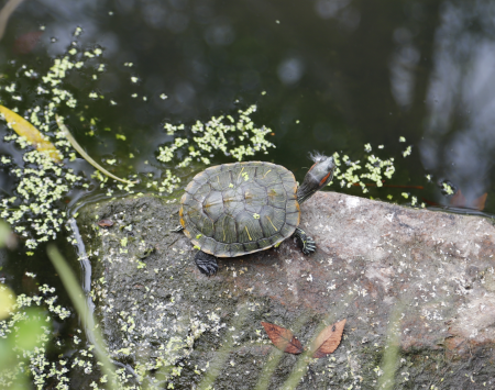 小乌龟找朋友的故事
